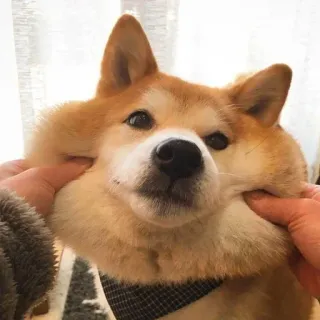 Shiba by @Gabo99 whatsapp stickers