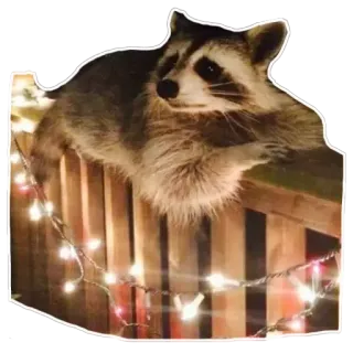 🧐 Waschbär, Tier, Lichter, süß telegram sticker