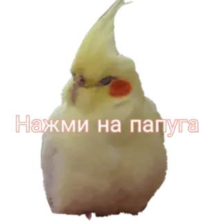 🐦 Нажми на папуга Papagei, Vogel, Nymphensittich, Tier, Haustier, Aufkleber telegram sticker