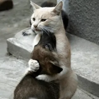 ⚡️ gato, perro, abrazo, animales, amistad, lindo telegram sticker