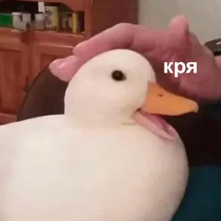 ☺️ кря kaczka, słodki, zwierzę, zwierzę domowe, ptak, biały, domowy telegram sticker