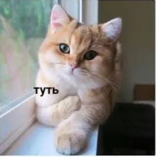 ❤️ туть gatto, carino, animale, animale domestico, gattino whatsapp sticker