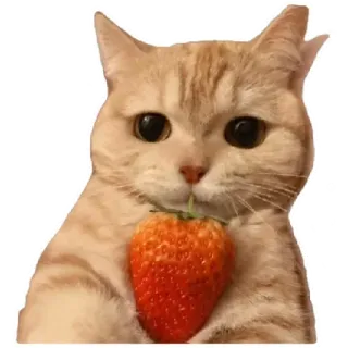 😸 cat, strawberry, cute, animal, fruit, pet, kitten telegram sticker