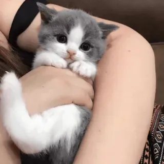 👀 새끼 고양이, 고양이, 귀여운, 동물, 애완 동물, 가축 telegram sticker