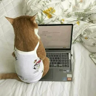 🐱 gato, laptop, animal, animal de estimação, computador, roupa, fofo telegram sticker