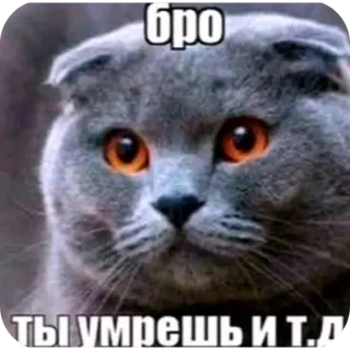🐦 бро ТЫ УМРЕШЬ И Т.Д whatsapp sticker