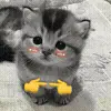 @gobhie 🥬🥹 billuX @echowrites🪼 telegram emojis 🥰