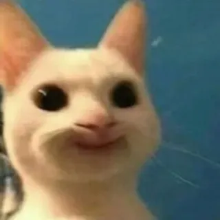 😏 chat, animal, drôle, mème, portrait telegram sticker