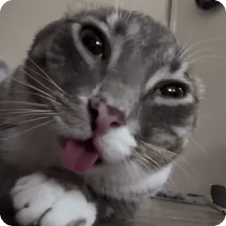 👽 Blep cat telegram sticker