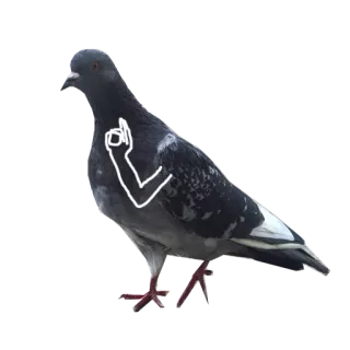 Pigeons with hands telegram stickers