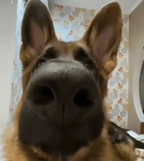 😳 perro, pastor alemán, mascota, animal, lindo, primer plano, mamífero telegram sticker
