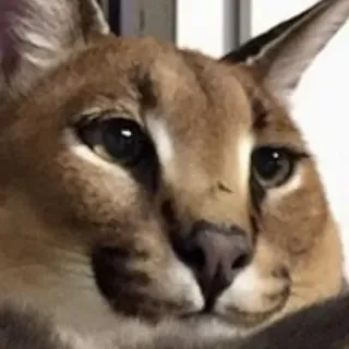 😕 cat, floppa, animal, meme telegram sticker