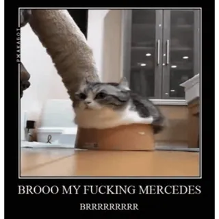🤿 BROOO MY FUCKING MERCEDES BRRRRRRRRR chat, mème, drôle, voiture, mercedes, humour, animal, véhicule telegram sticker