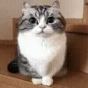 😺