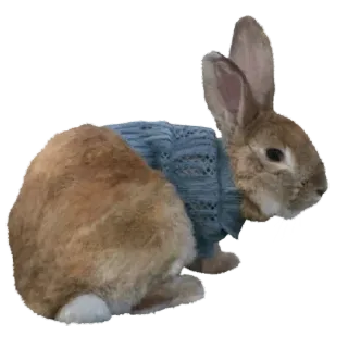 🤩 rabbit, bunny, animal, cute, sweater telegram sticker