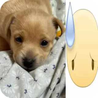 🐶 chiot, chien, mignon, inquiet, emoji, animal, animal de compagnie telegram sticker