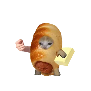 🌭 แมว, ฮอทดอก, เนย, มีม, ตลก whatsapp sticker