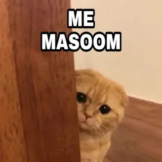 🍁 ME MASOOM Katze, süß, unschuldig, niedlich, Haustier, Tier telegram sticker
