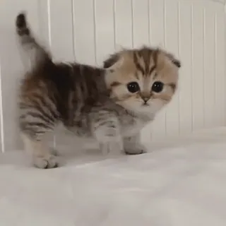 🙂 chaton, chat, mignon, animal, animal de compagnie, scottish fold telegram sticker