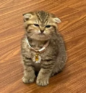 😕 kitten, cat, animal, pet, cute, daisy, flower telegram sticker
