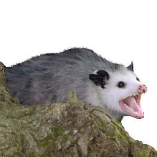 😊 Opossum, Tier, Wildtier, Beuteltier, Natur whatsapp sticker