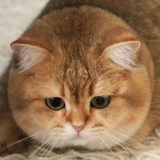 🤪 gato, animal, fofo, doméstico, animal de estimação telegram sticker