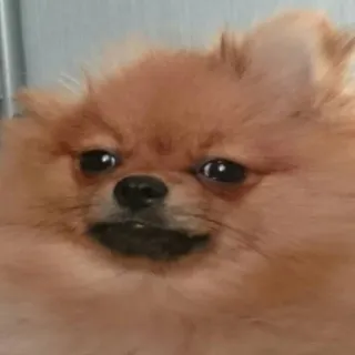 🐶 perro, pomerania, animal, mascota, lindo, animal doméstico, cachorro telegram sticker