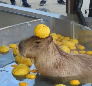 🍋 Kapibara, Zwierzę, Pomarańcza, Owoc, Woda, Gryzoń telegram sticker
