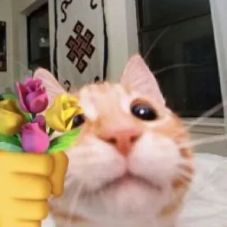 🐱 chat, fleurs, mignon, animal, bouquet telegram sticker