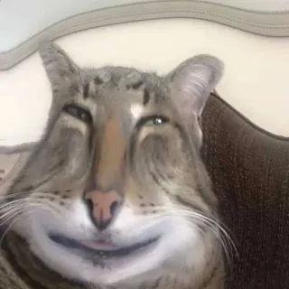 😏 кот, смешной, мем, животное, домашнее животное, домашний кот, кошачий telegram sticker