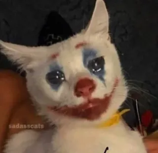 🎃 sadasscats gato, palhaço, coringa, maquiagem, triste, animal de estimação whatsapp sticker