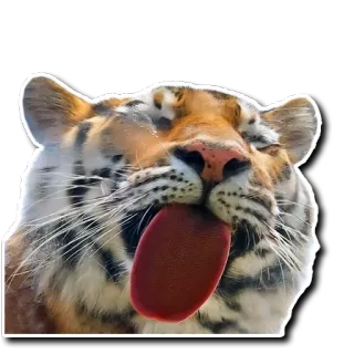 👅 tigre, animal, lengua, fauna, gato, mamífero whatsapp sticker