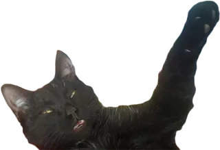 👋 cat, black cat, animal, pet, humor telegram sticker