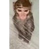 🐵