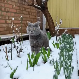😳 Katze, Tier, Schnee, Garten, Winter, Haustier, süß telegram sticker