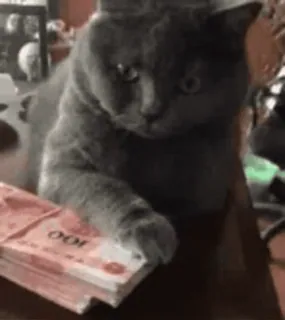 🥺 cat, money, rich, gray cat, currency, stack of money telegram sticker