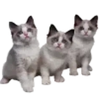 🐱 Katzen, Kätzchen, süß, Tiere, Haustiere, Ragdoll, blaue Augen telegram sticker