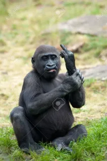 🖕 gorila, macaco, dedo do meio, ofensivo, rude, primata telegram sticker