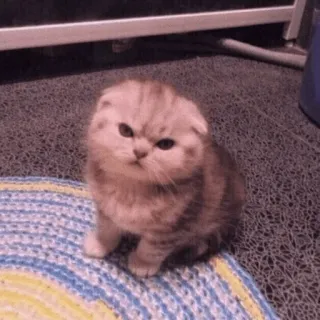🍡 chat, chaton, mignon, animal, animal de compagnie, Scottish Fold, félin whatsapp sticker