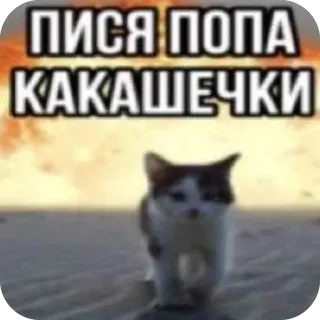 🫥 ПИСЯ ПОПА КАКАШЕЧКИ cat, meme, funny, explosion, cute, walking telegram sticker