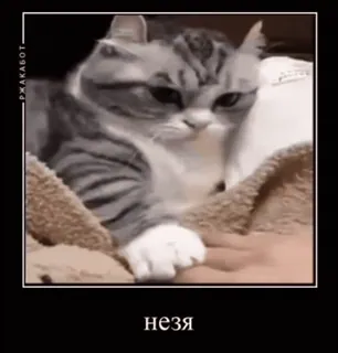 😡 незя cat, meme, funny, russian, animal, domestic cat telegram sticker