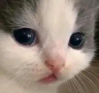 😿 кот, котёнок, животное, милый, питомец, глаза whatsapp sticker