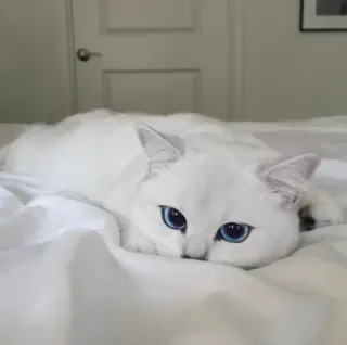 😶 Katze, weiße Katze, blaue Augen, Tier, Haustier, Bett telegram sticker