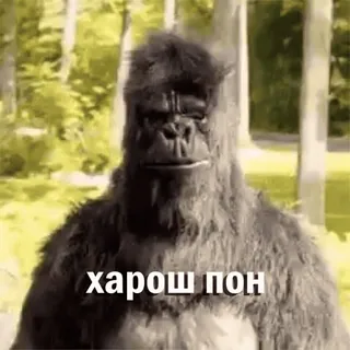👍 харош пон Gorila, Macaco, Animal, Meme whatsapp sticker