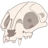 💀