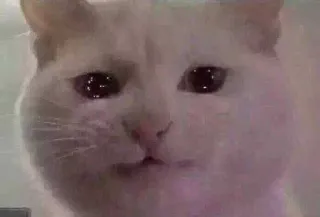 😭 gatto, animale, animale domestico, carino, meme, divertente, gattino telegram sticker