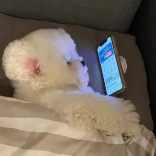 😴 perro, teléfono, cama, bichón frisé, lindo, animal, mascota telegram sticker