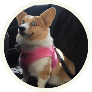 😳 корги, собака, домашнее животное, животное, милый, розовая шлейка whatsapp sticker