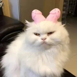 😒 猫, ペット, 面白い, 動物, 白猫, 子猫 telegram sticker