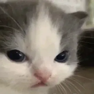 😠 gatto, gattino, arrabbiato, animale domestico, animale, carino telegram sticker